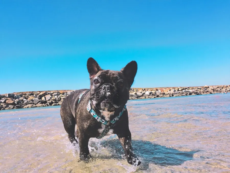 Französische Bulldogge im Wasser.