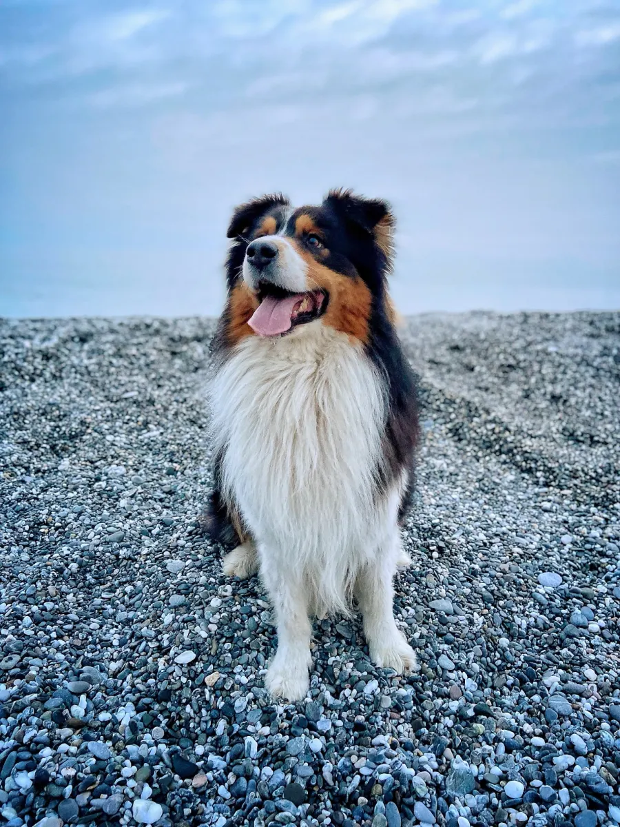 Hond op een stenig strand.