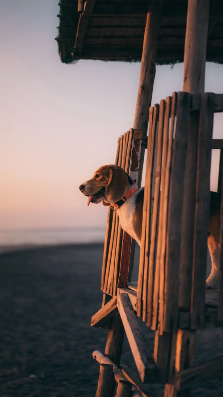 Hond bij zonsopgang.