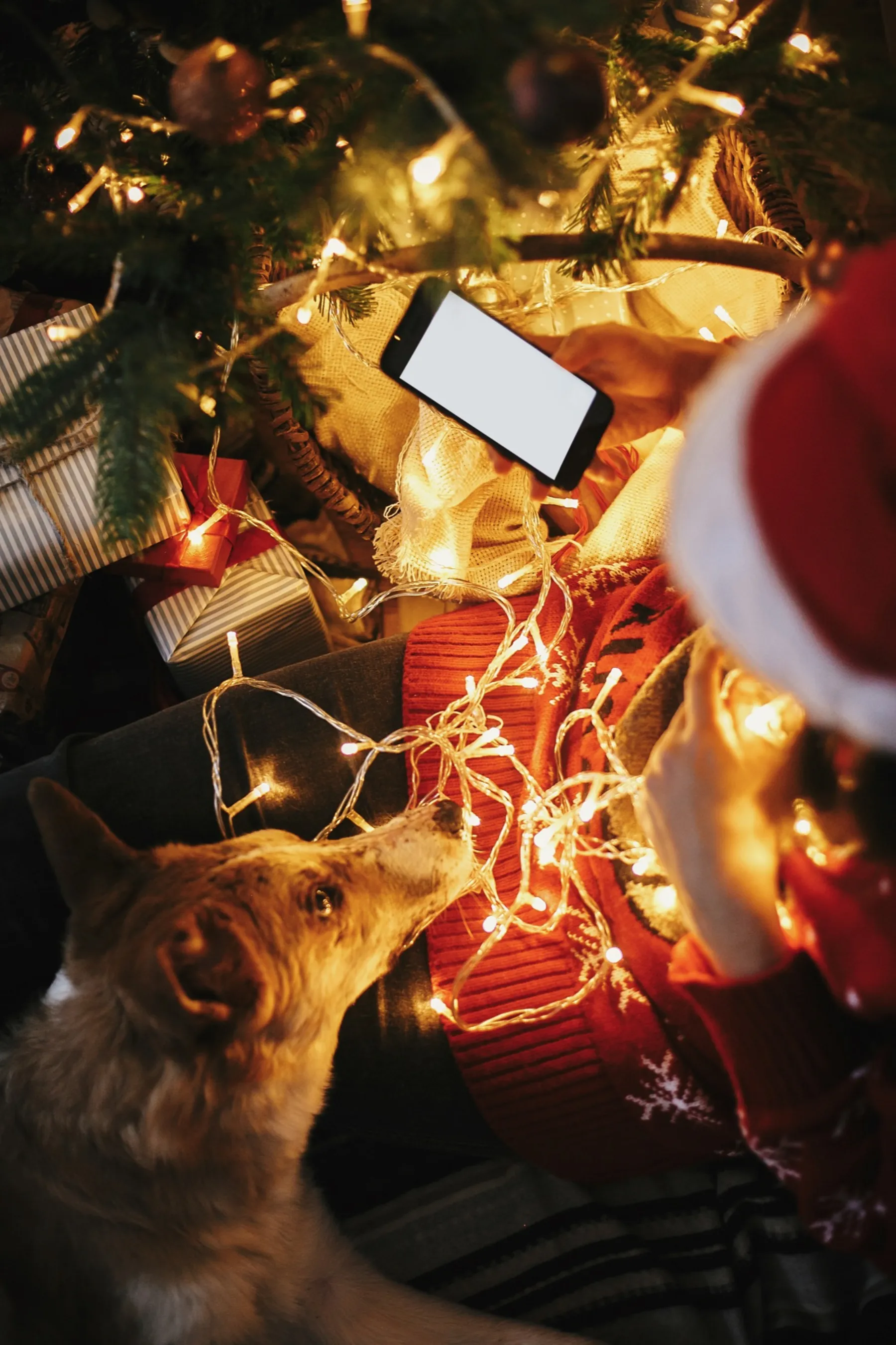 Ein Hund schaut zu einem Menschen mit Weihnachtsmütze hoch, der unter dem leuchtenden Weihnachtsbaum ein Handy hält.