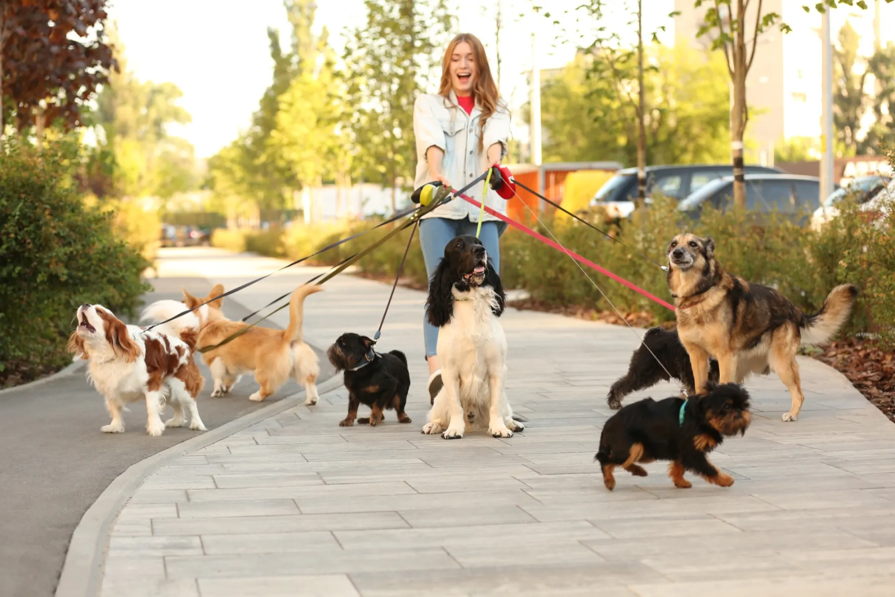 Eine junge Frau läuft lachend mit acht Hunden unterschiedlicher Rassen an der Leine über einen sonnigen Weg.